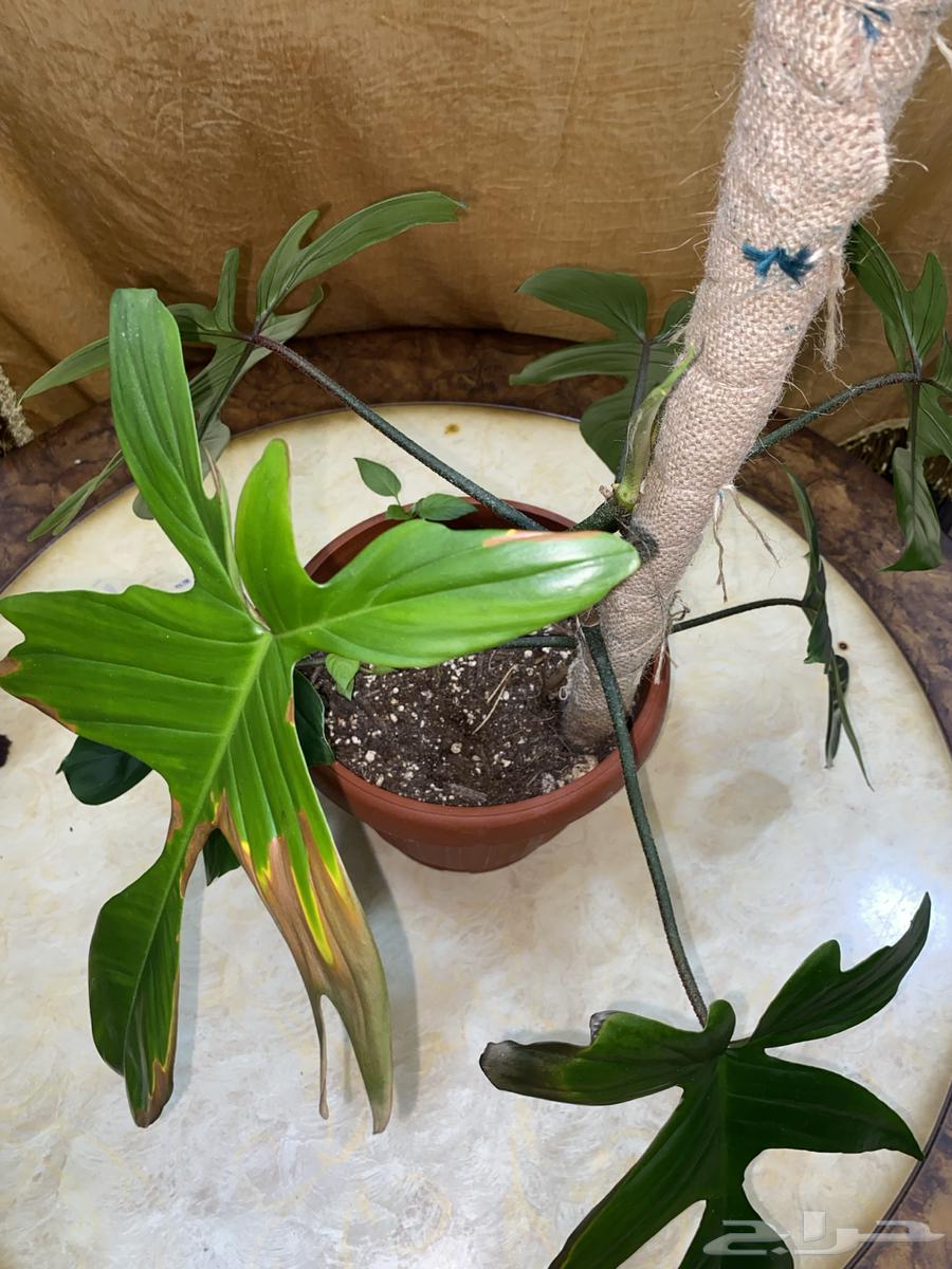 نبات داخلي مميز64501571757569113