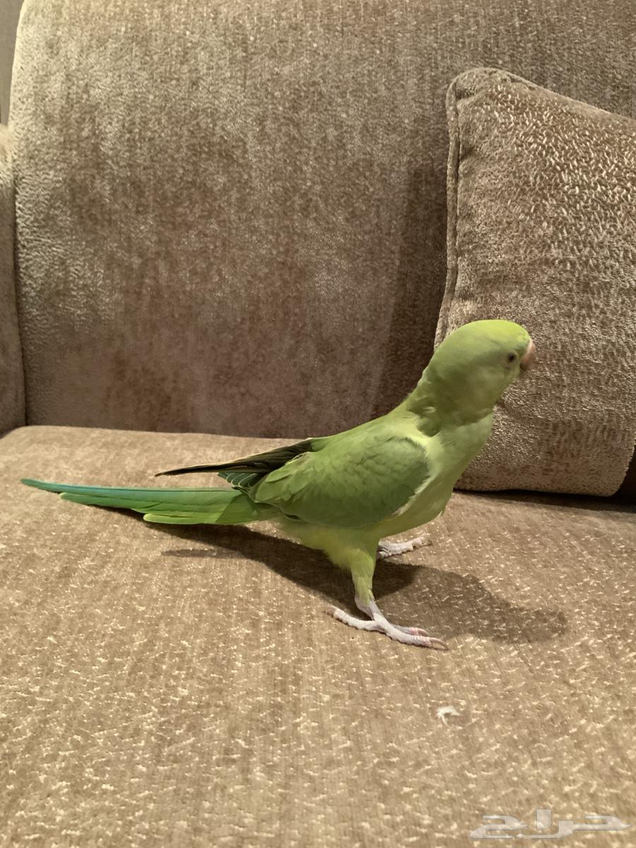 فرخ دره اخضر هندي64502556459523112