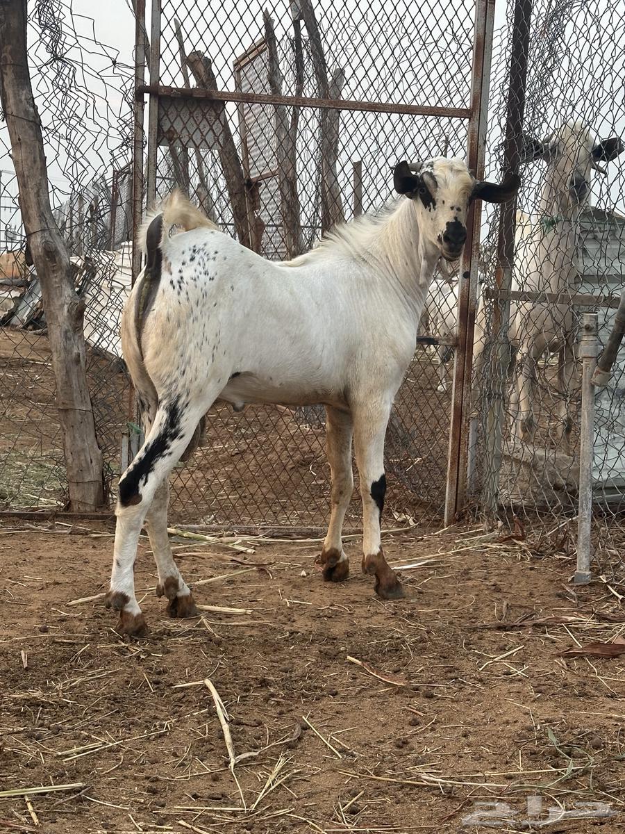 تيس بيشي العمر 7 شهور ابو التيس المعنق بن هديان64497675676675110