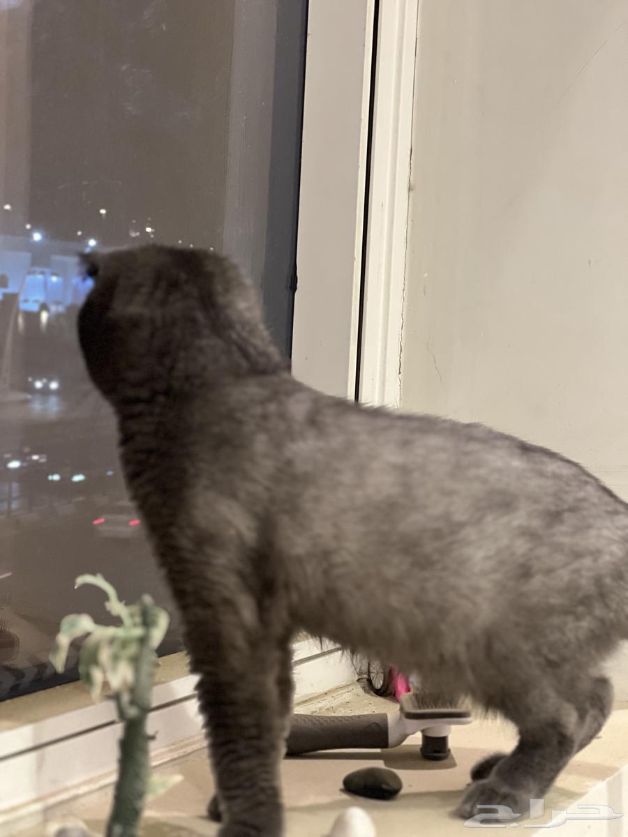 Scotch Fold Breeding Cats64501409249666112