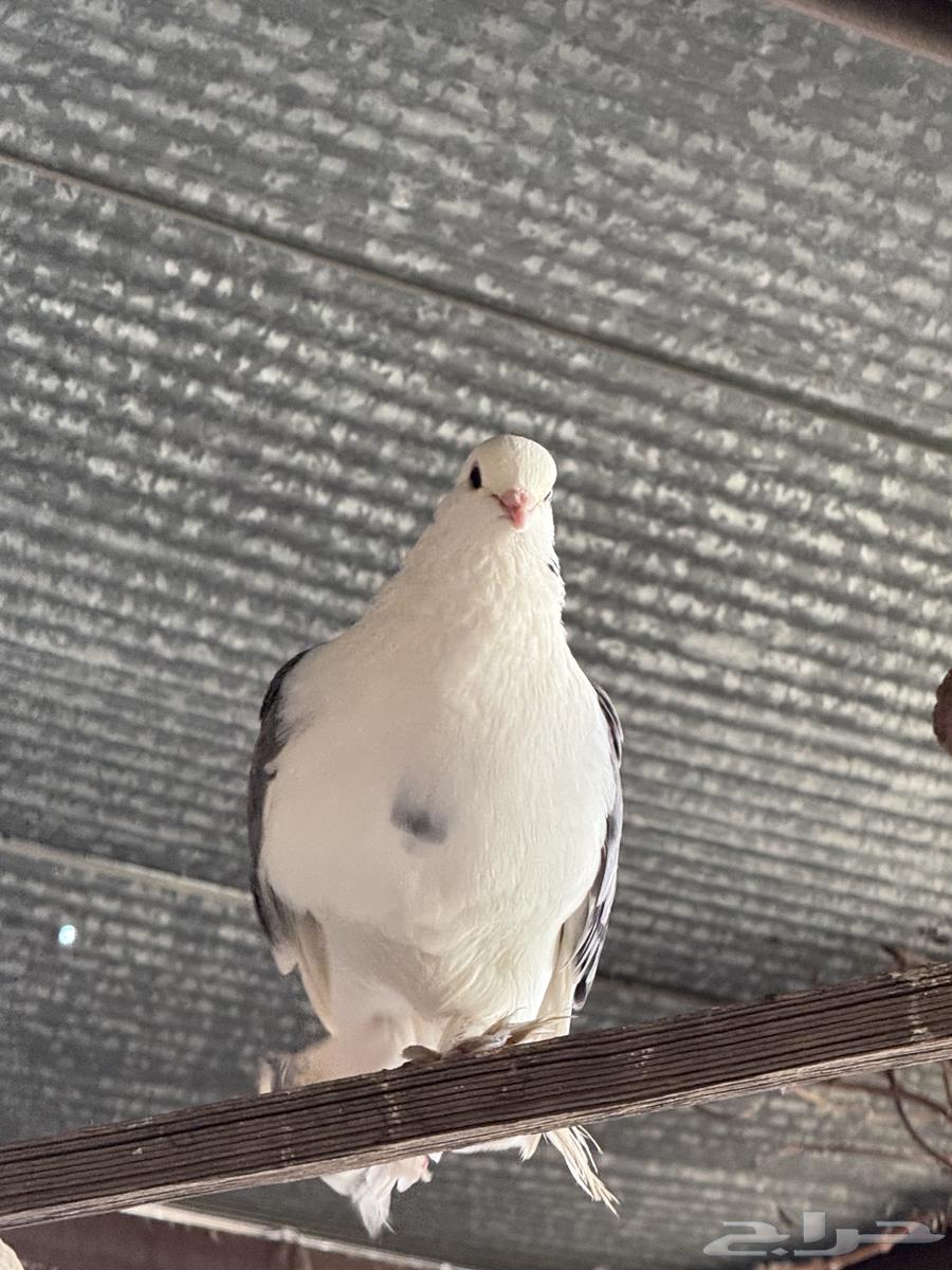 للبيع حمام ايراني64497290067073110