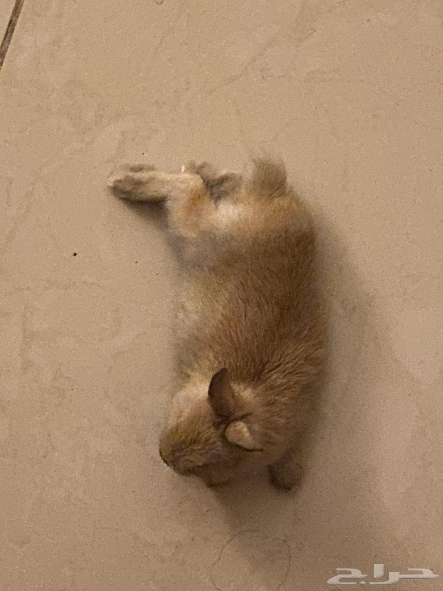 أرنب للبيع64498229412227111