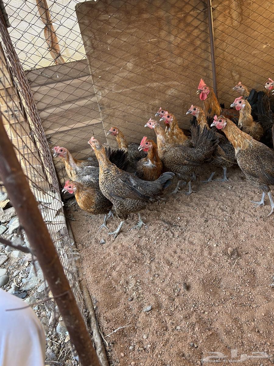 دجاج بياض لون واحد.64499731055361112