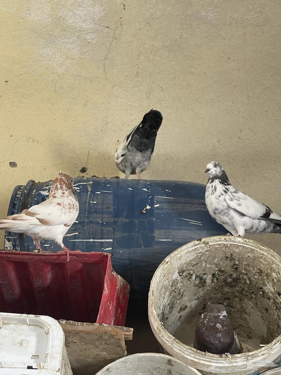 For sale, fancy pigeon64497027463554111