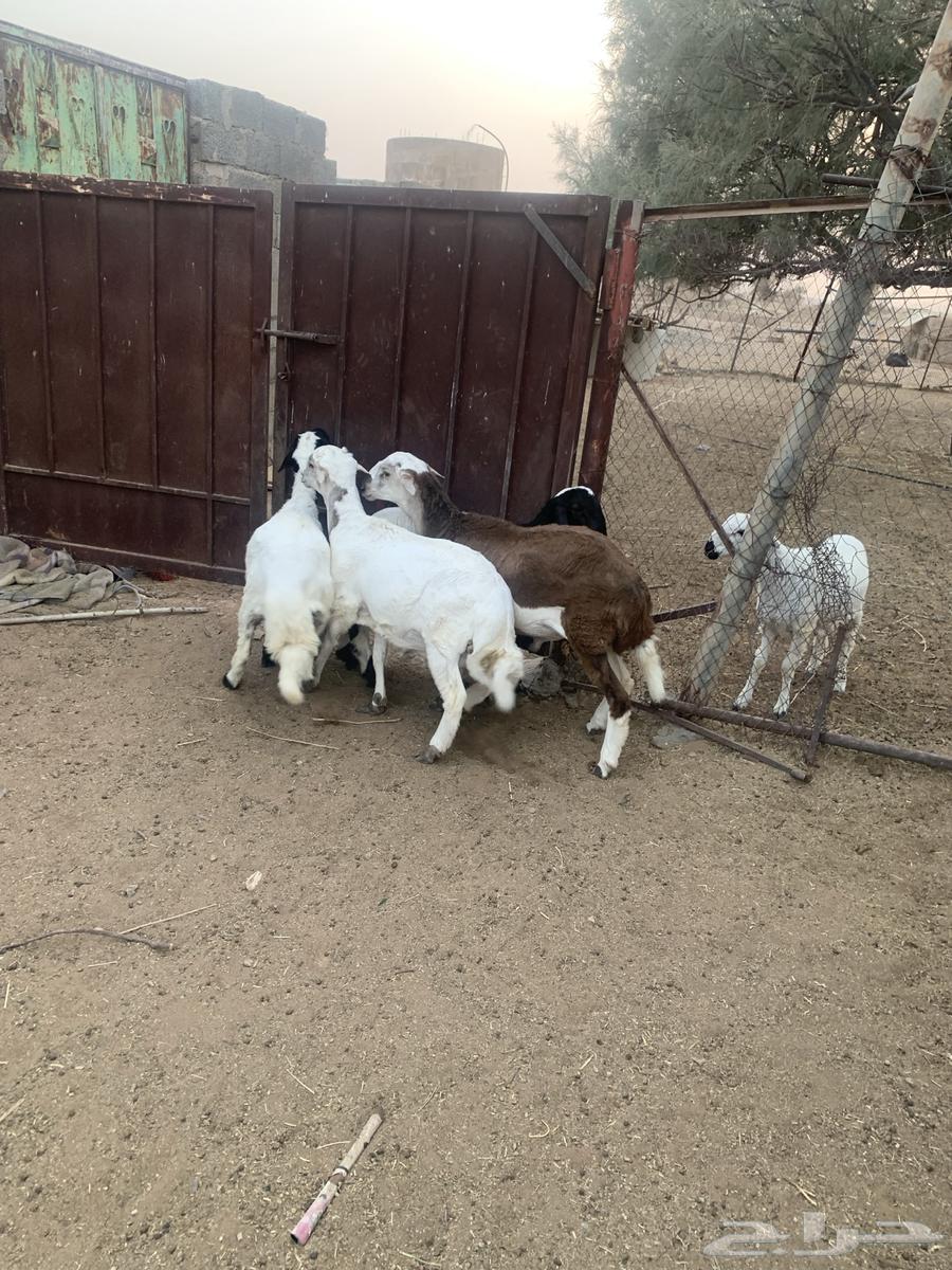 طليان لبيع العدد 464500644074627114