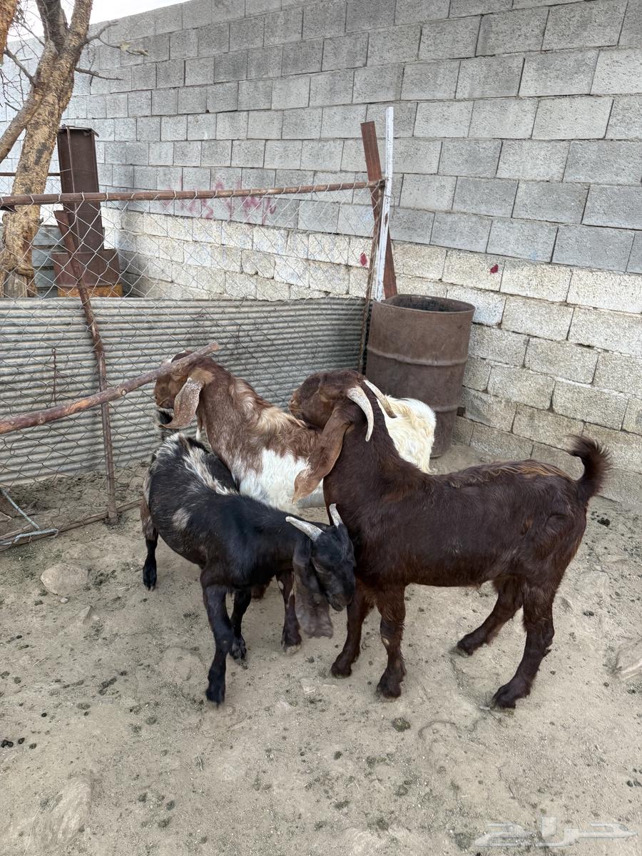 تيوس للبيع64500644107522110