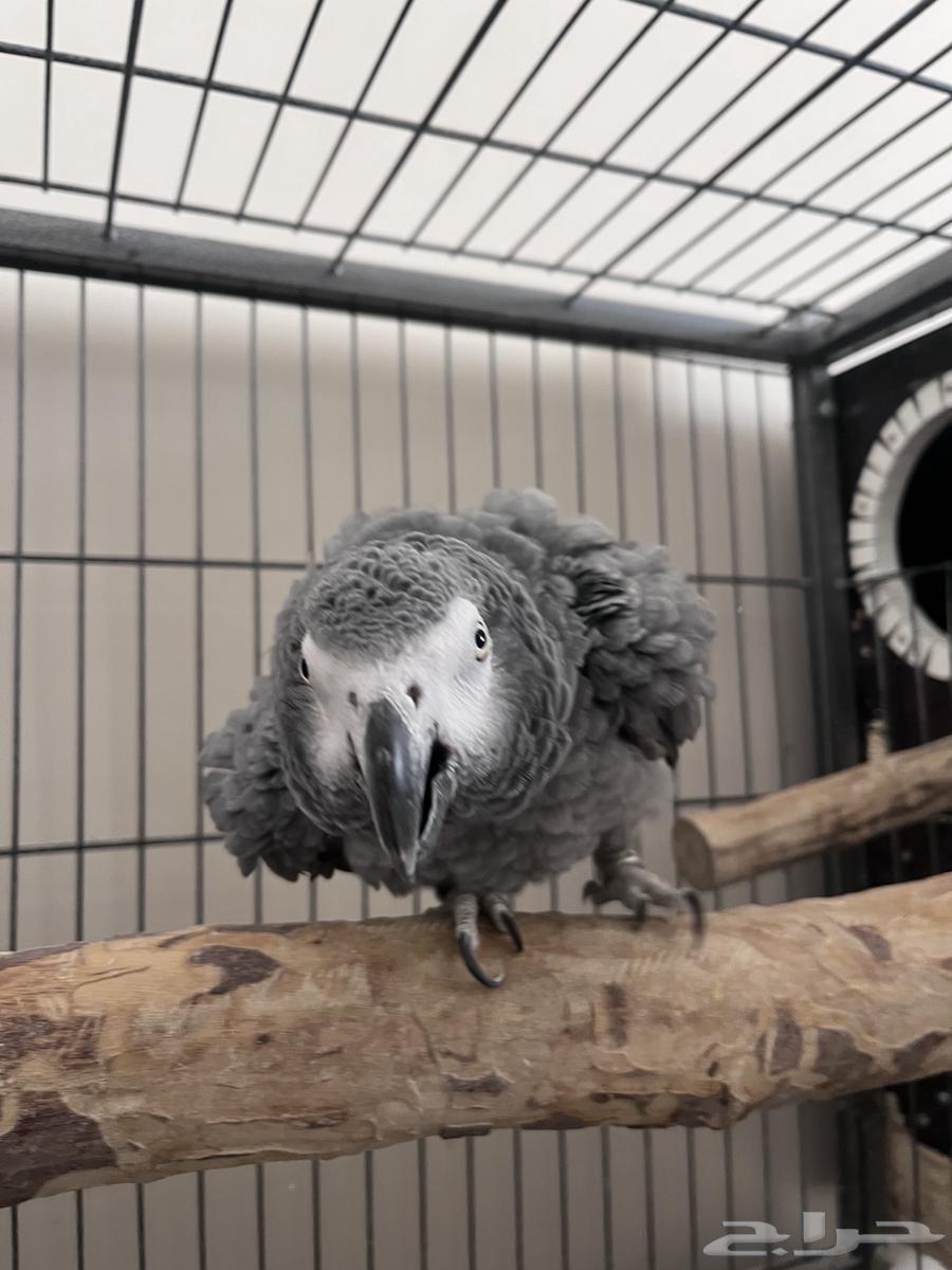 جوز كاسكو باض مرتين من غير تخصيب .64498853991170110