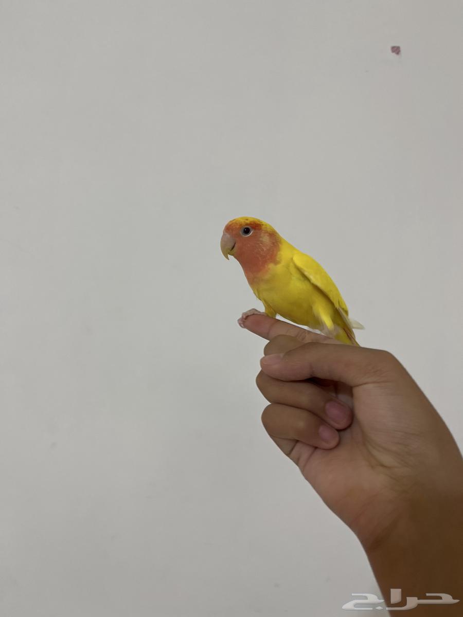 روز أليف هدد مزاجي64501063369602112