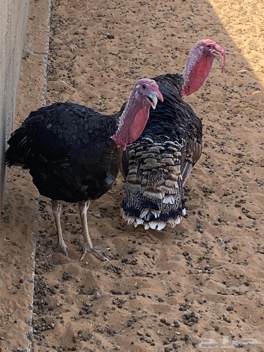 Turkeys available for slaughter64496502373635110