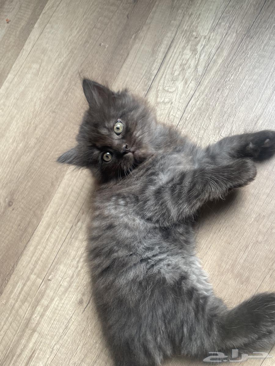 كيتن للبيع64498784540803113