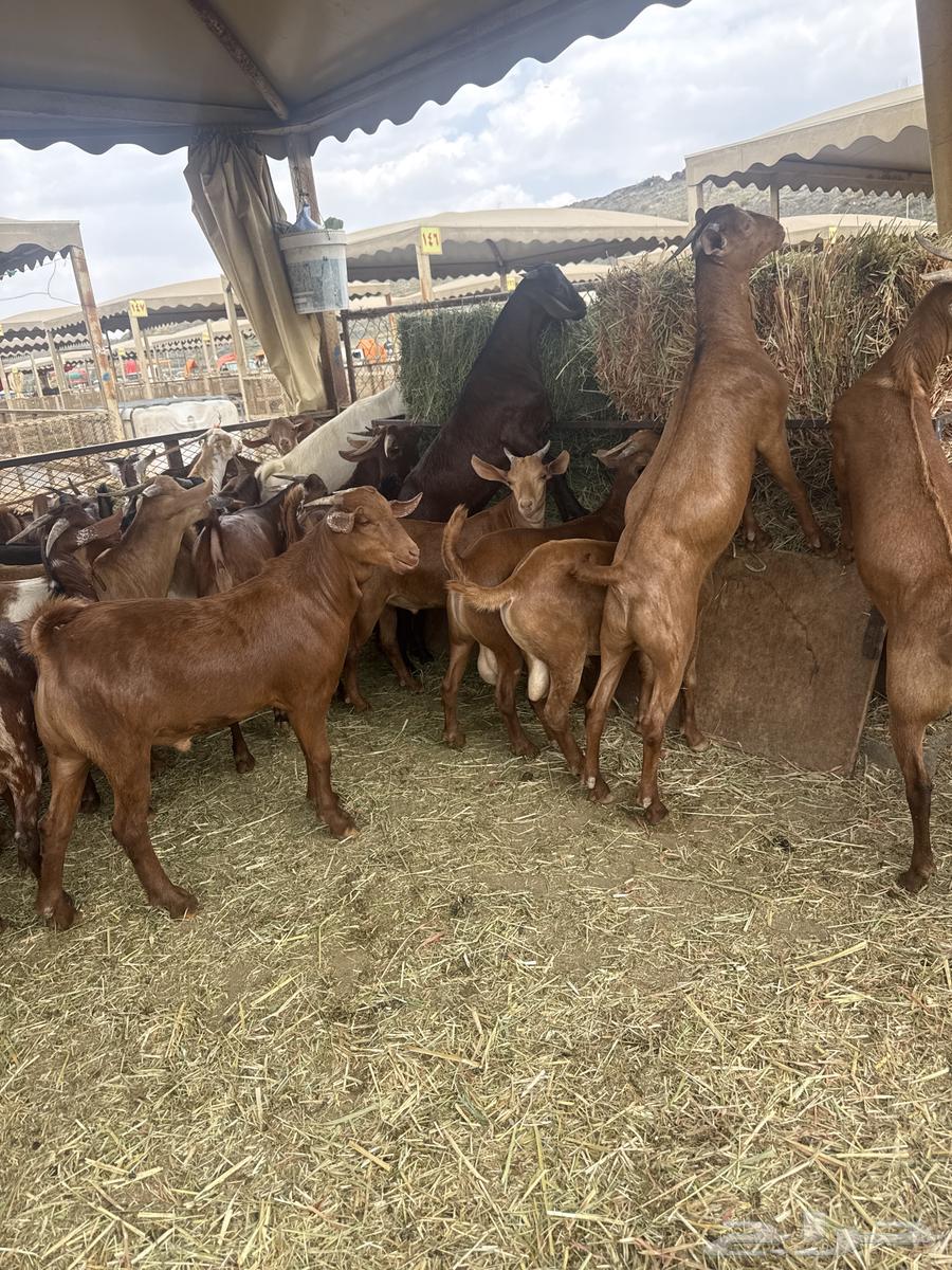 ذبايح للبيع ومناسبات64497399910658110