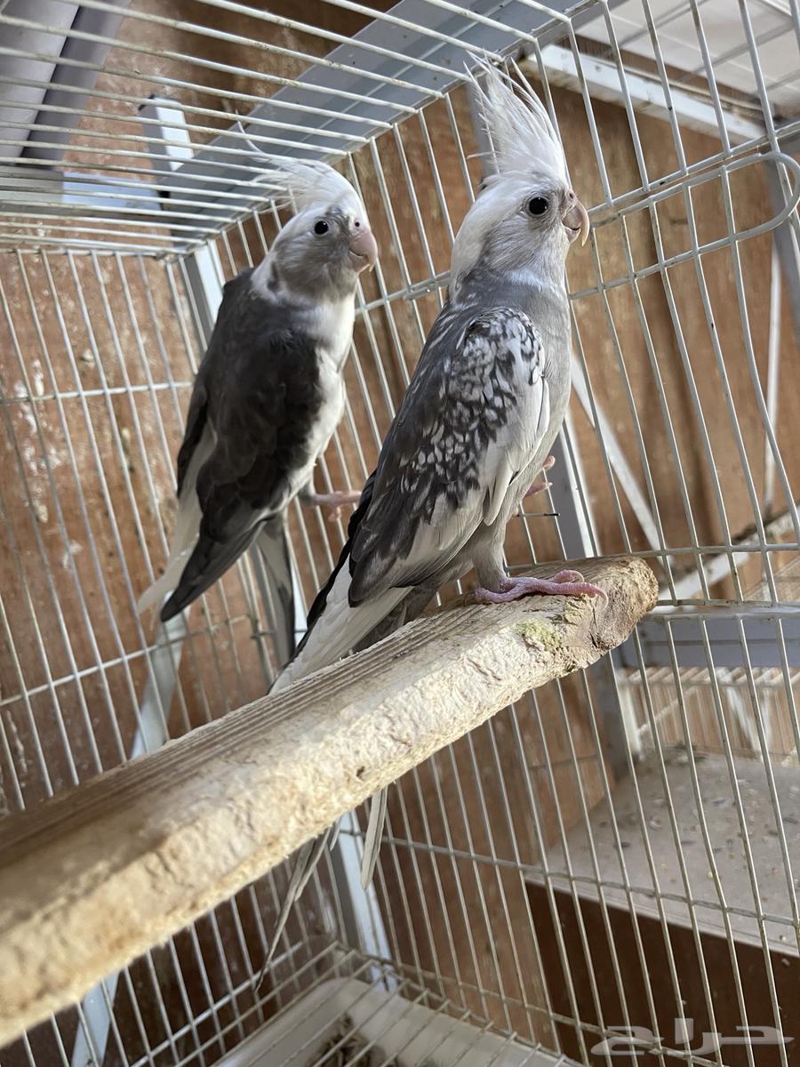 جوزين كروان منتجه64497344873603112