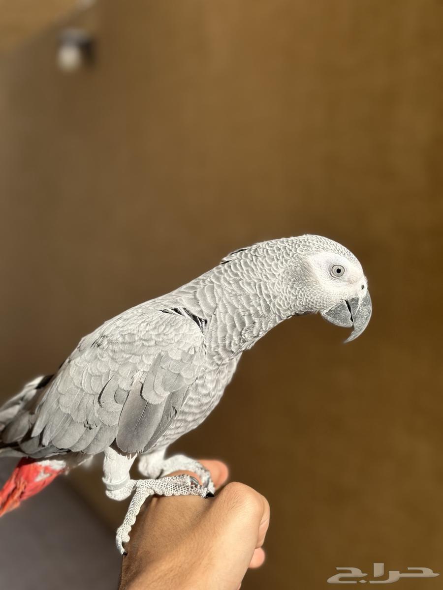 Sold rooster with distinctive casque, only 11 months old64500077856386113