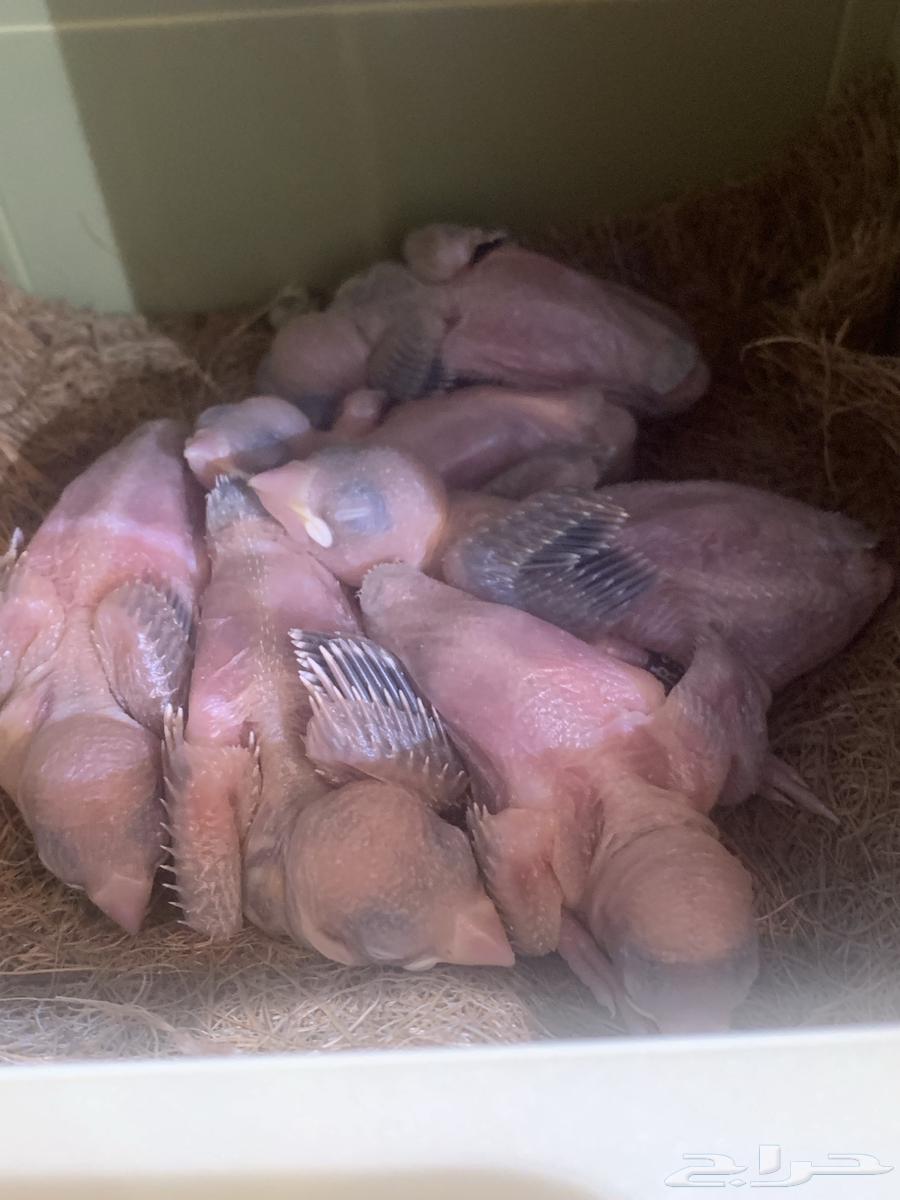 ( تم البيع) فروخ غر جاوا اقات نورمل64500187800835110