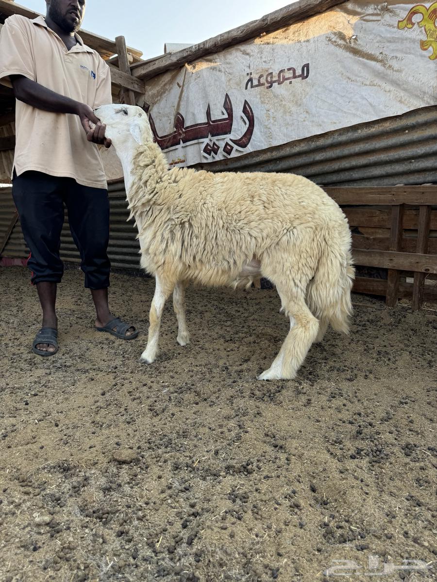 He is 6 months old64495529179265110