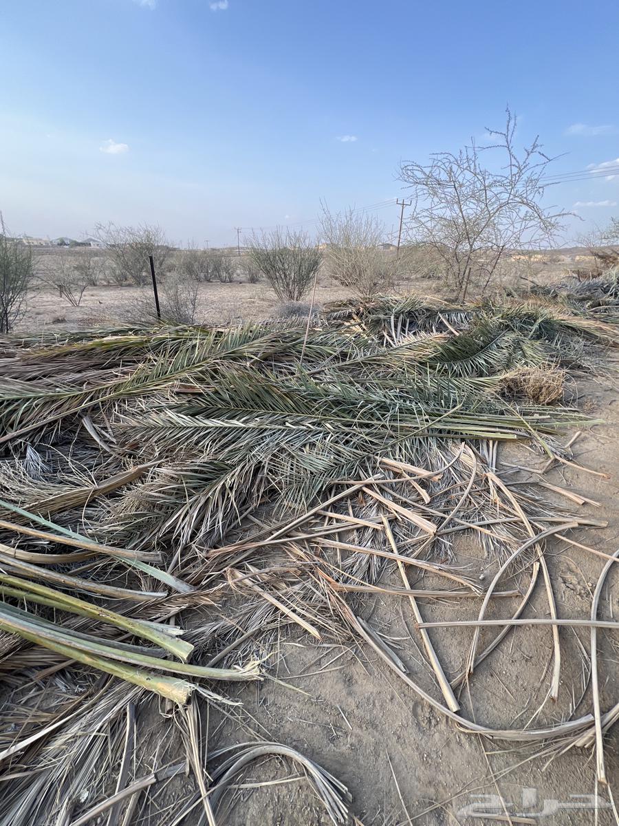 عسيب نخل جريد64499521696642110