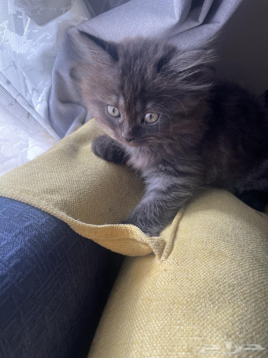 كيتن للبيع64498784540803110