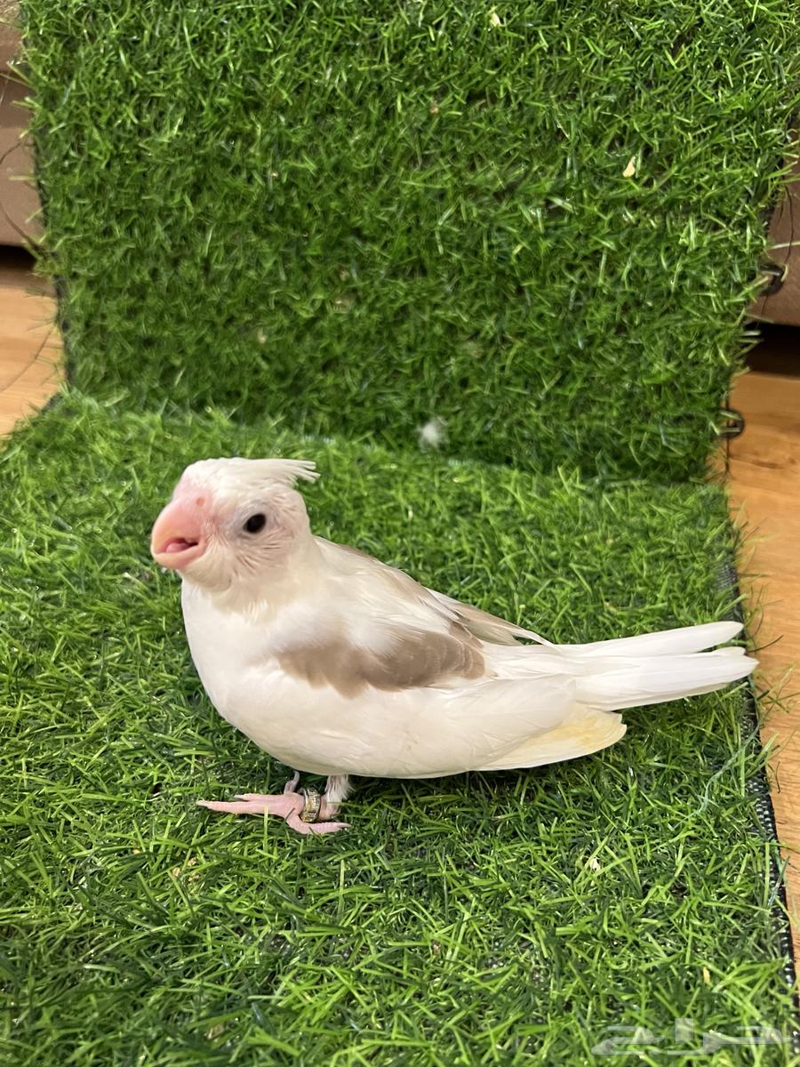 فرخ كروان مميز ( تم البيع )64497207232513113