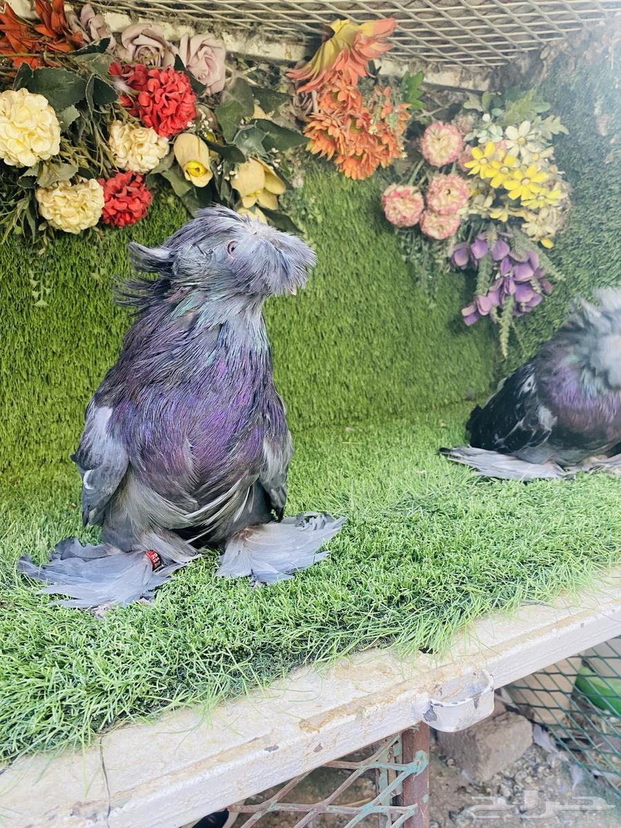 للبيع بخاره بلوشيك64497386075265112