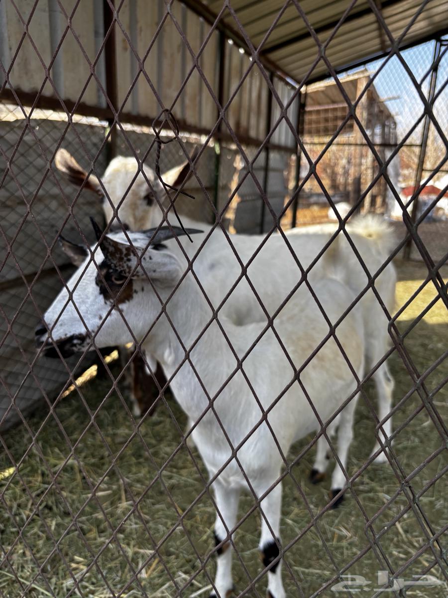 ماعز بيشي للبيع64497207286787114