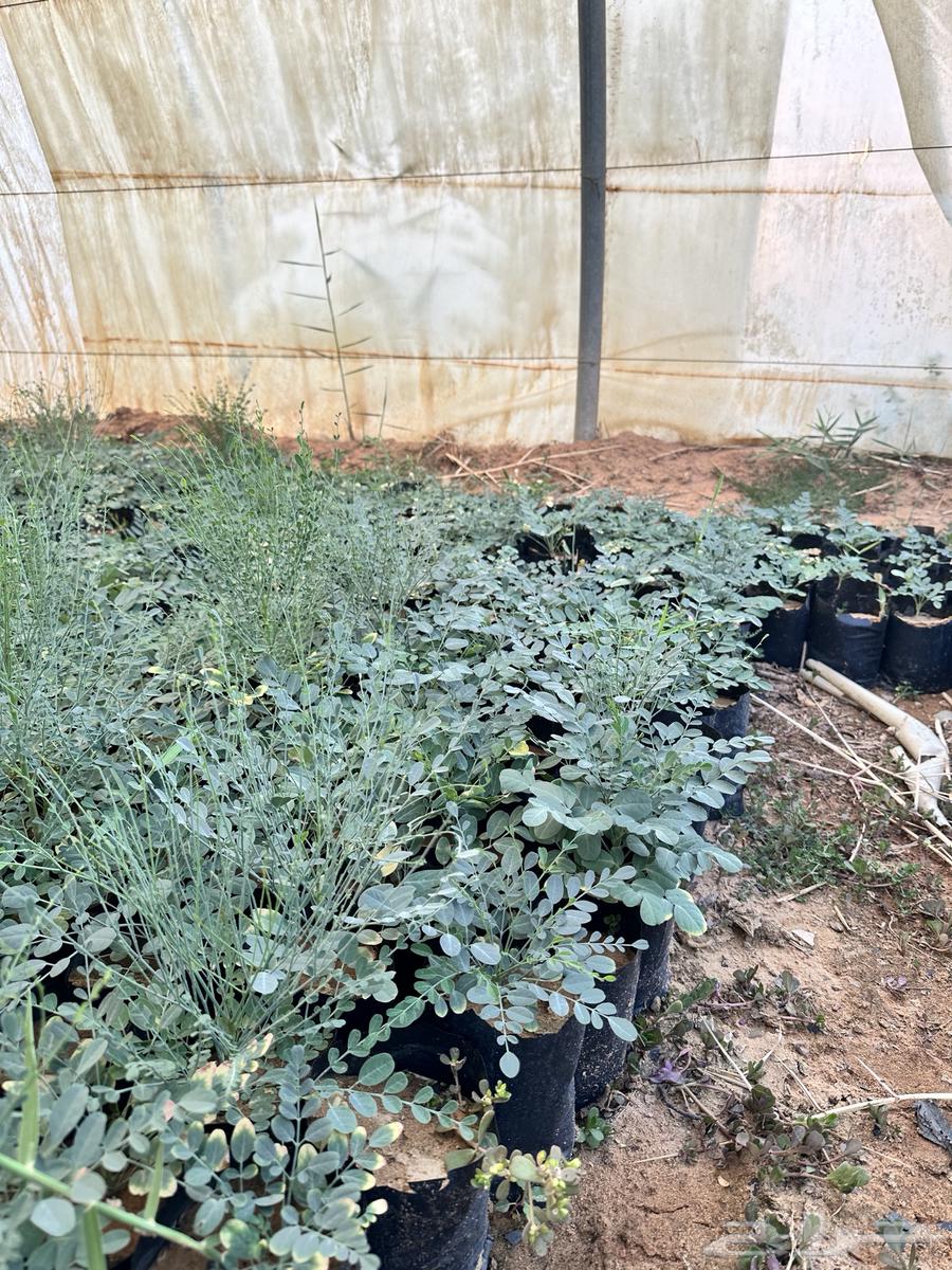 عرض على شتلات المورنقا العربي( اليسر - اللبان العربي)64499521704321113