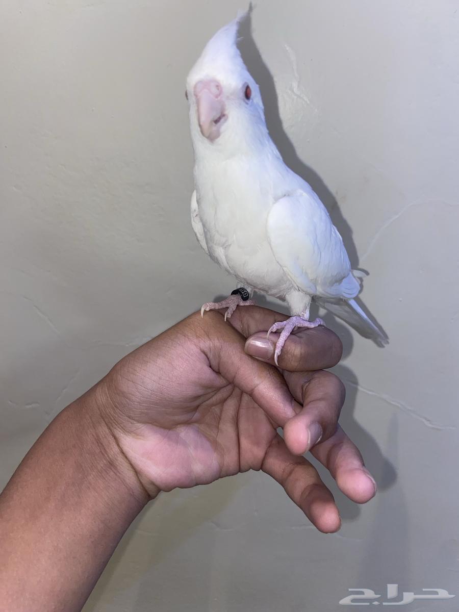 Albino Crow64498354562433111