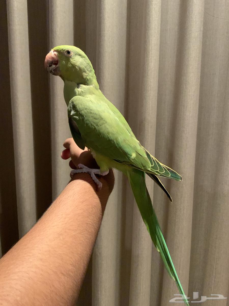 فرخ دره اخضر هندي64502556459523110