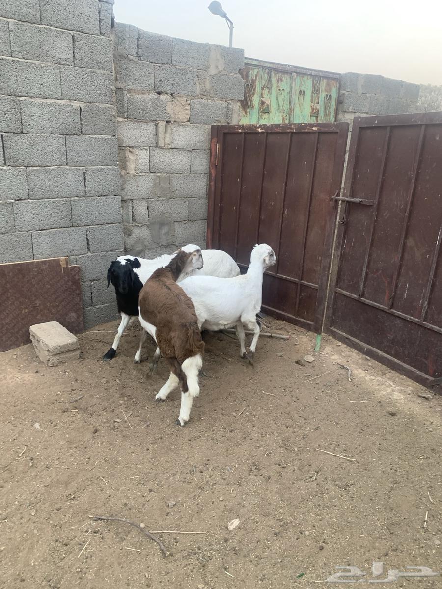 طليان لبيع العدد 464500644074627112