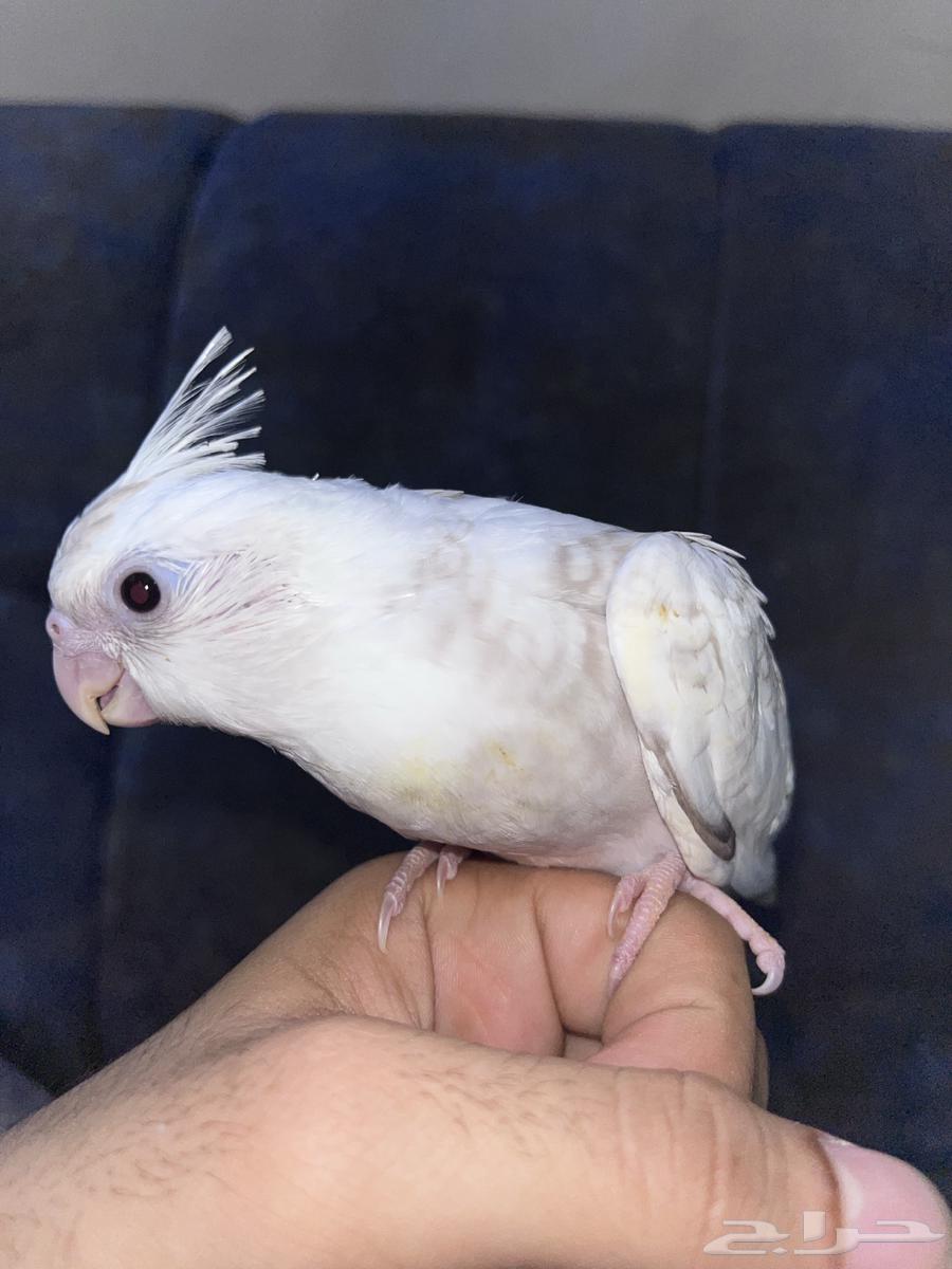 Crowan64501049415555110