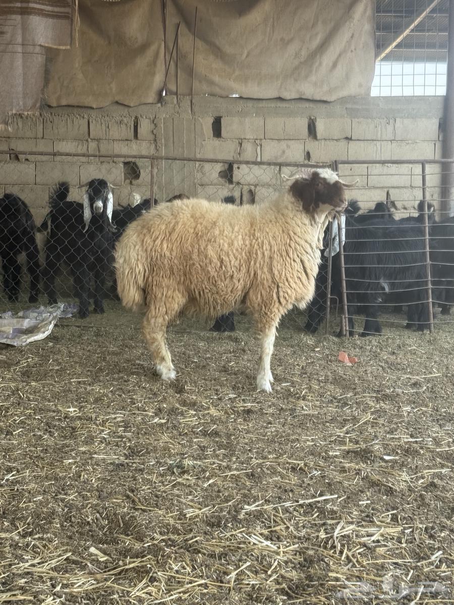 خرفان نعيم فاخر64499131922178112