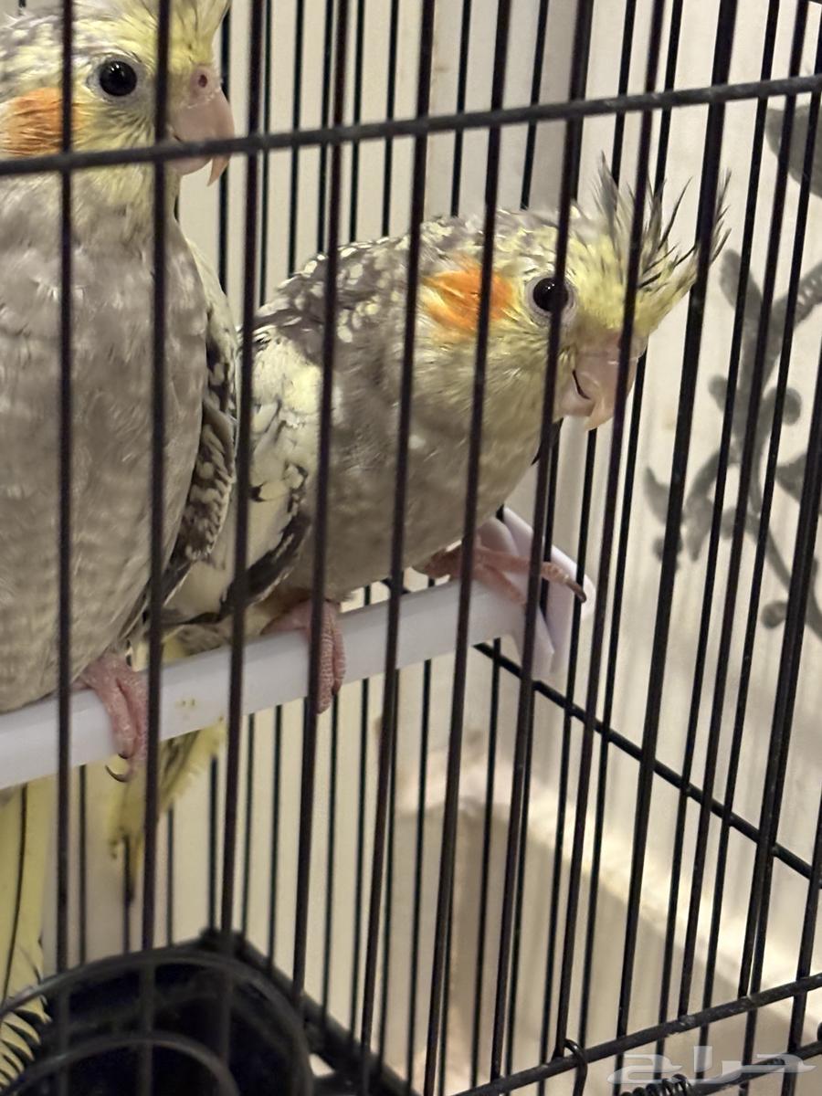 زوج كروان للبيع64498618987010111