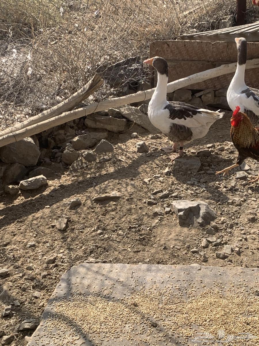 دجاج بلدي وز بلدي للبيع64496681896962112