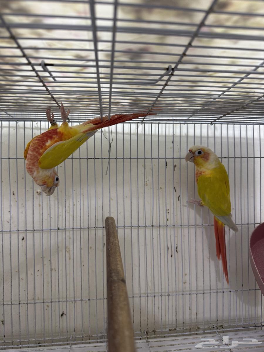 جوز صن شك تم البيع خارج الموقع64496516332547113