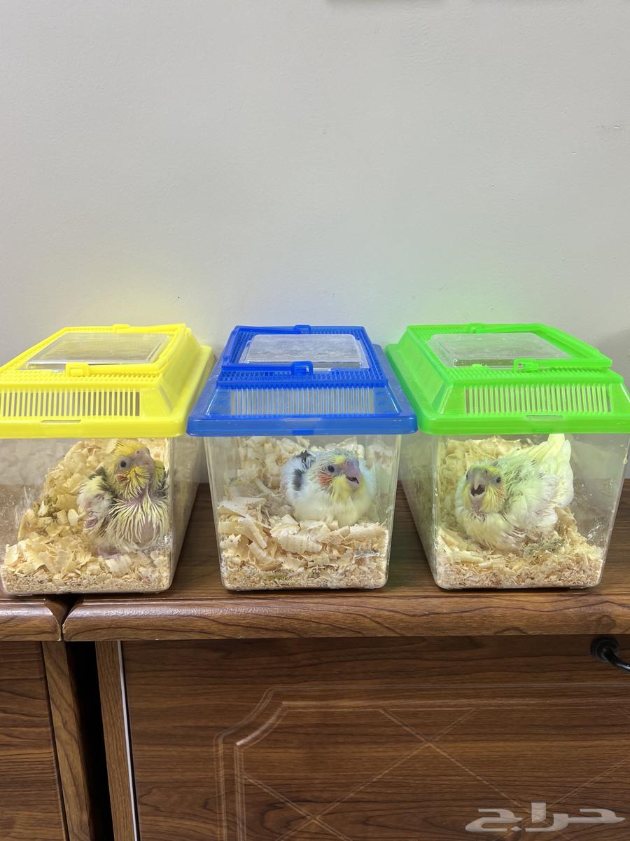 فروخ كروان هاف بايد ( تم البيع )64498826078595113