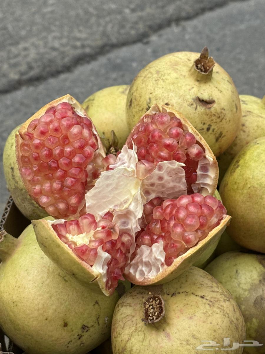 رمان بيده قطف يومي64498453267075110