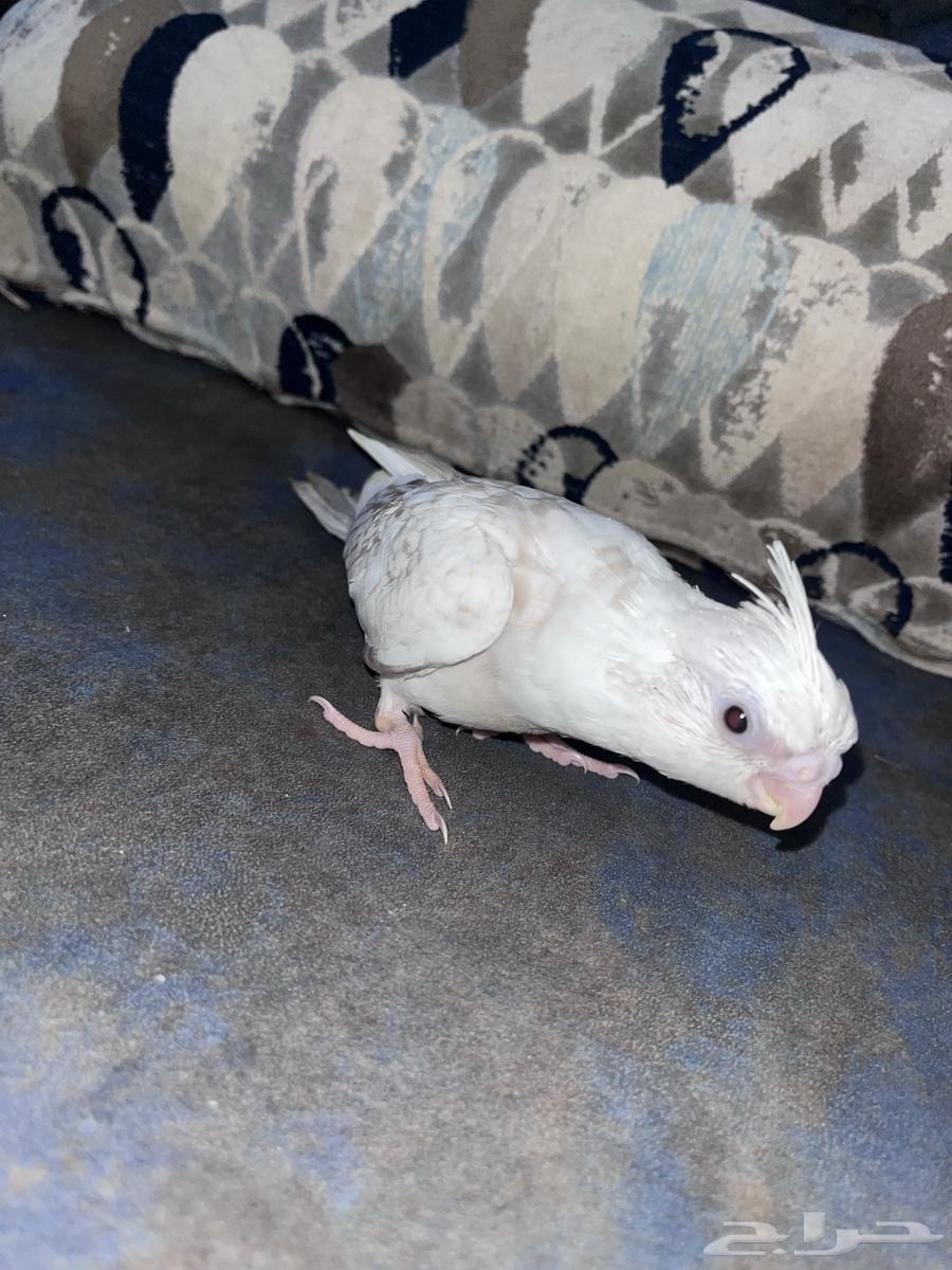 Crowan64501049415555113