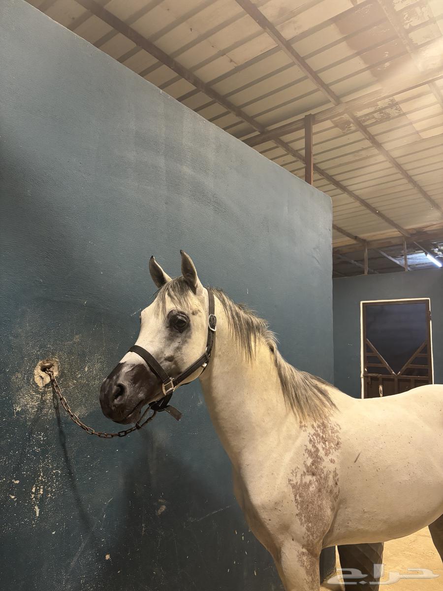 الخيل شعبي شيخخ64501830016131110