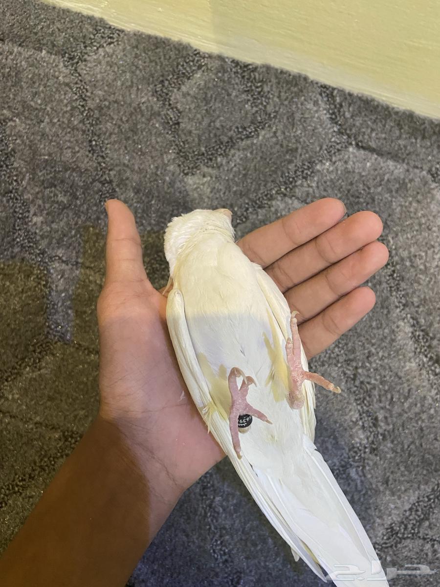 Albino Crow64498354562433113