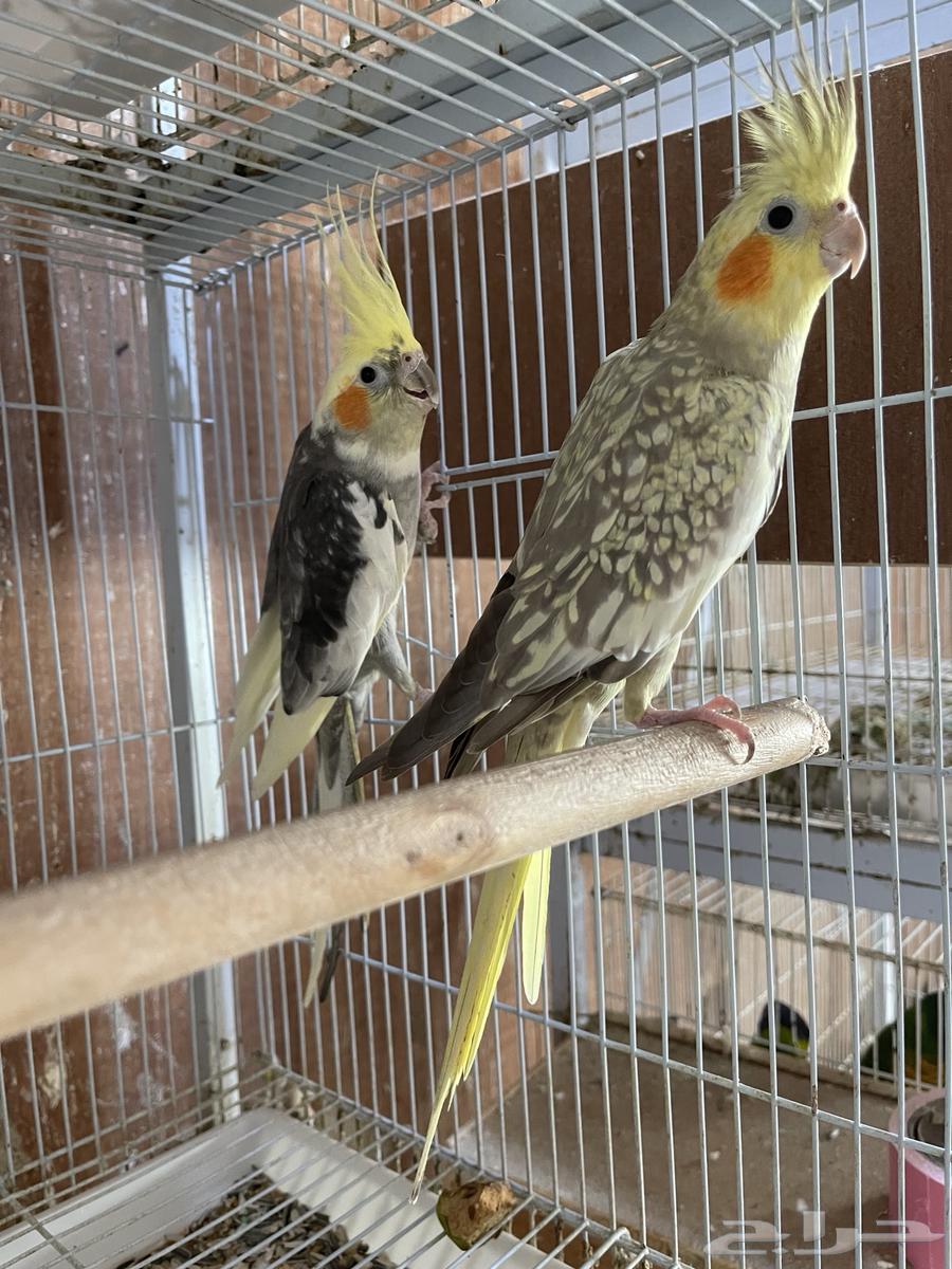 جوزين كروان منتجه64497344873603114