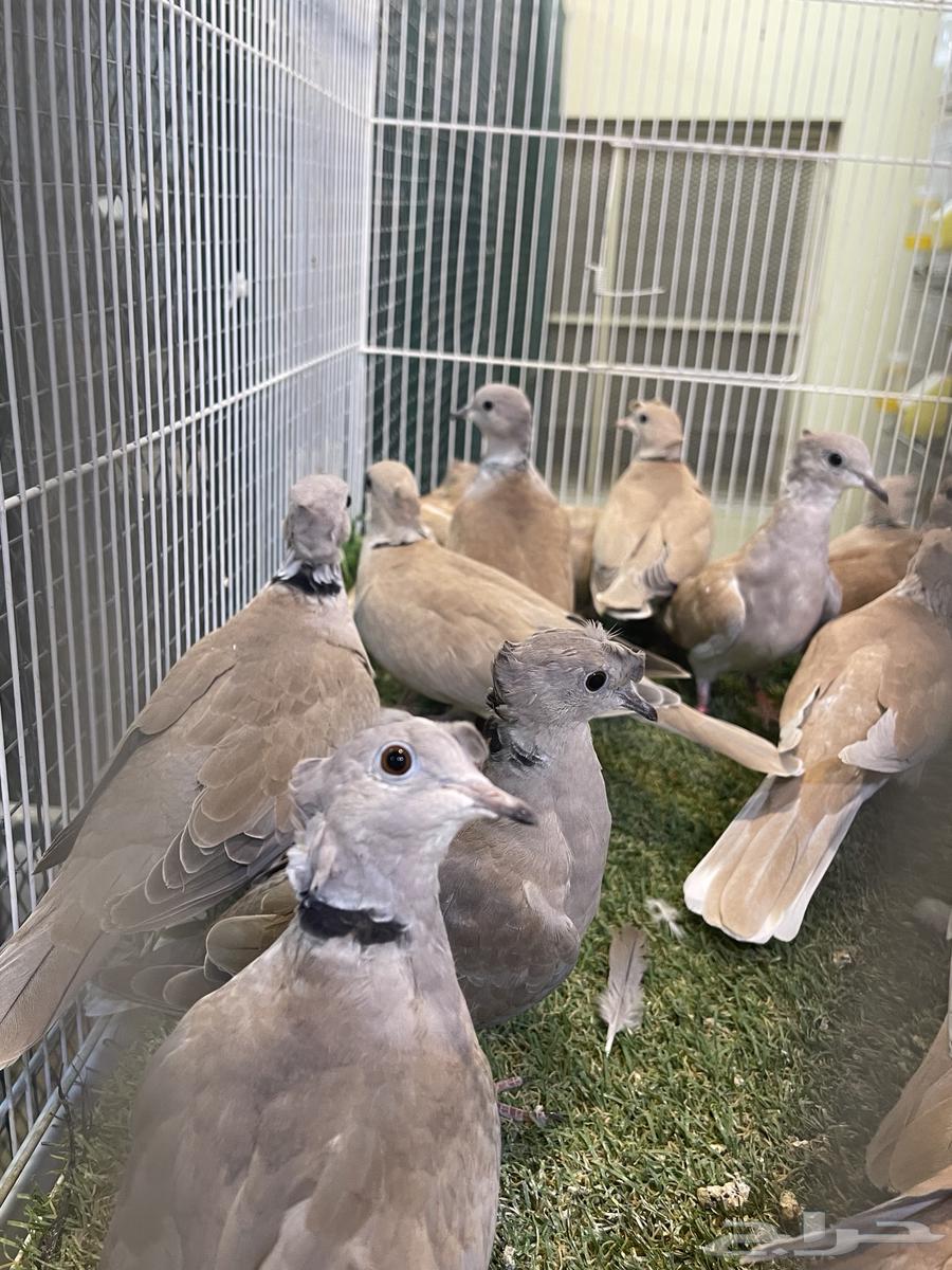 Yakareem Qarzel Double Crest64498536456707113