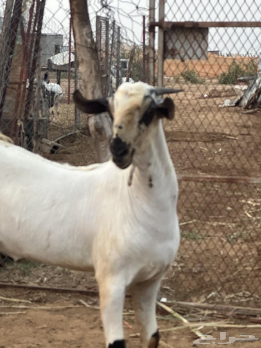 تيس بيشي العمر 7 شهور ابو التيس المعنق بن هديان64497675676675111