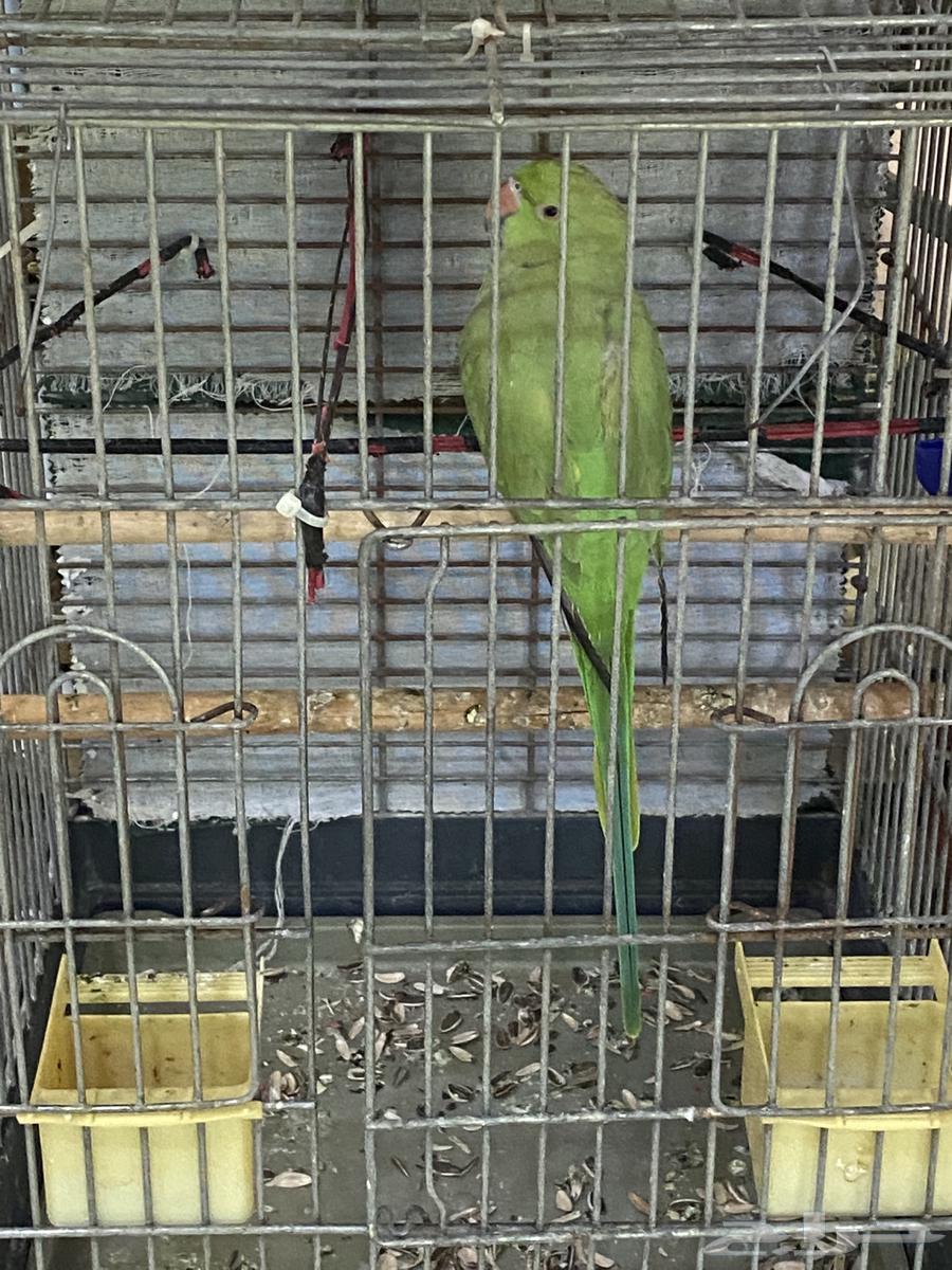 ببغاء دره64498660320130110