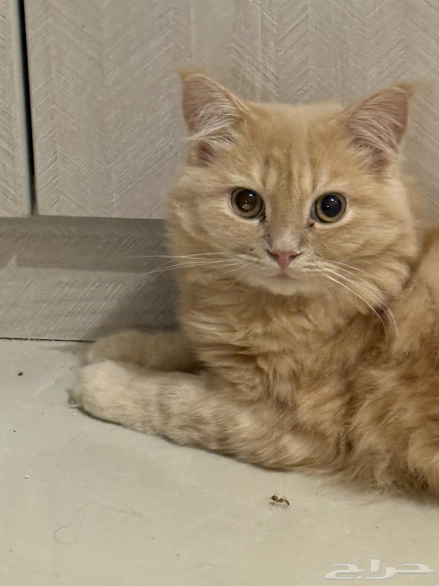 قط ذكر للبيع64499423080835110
