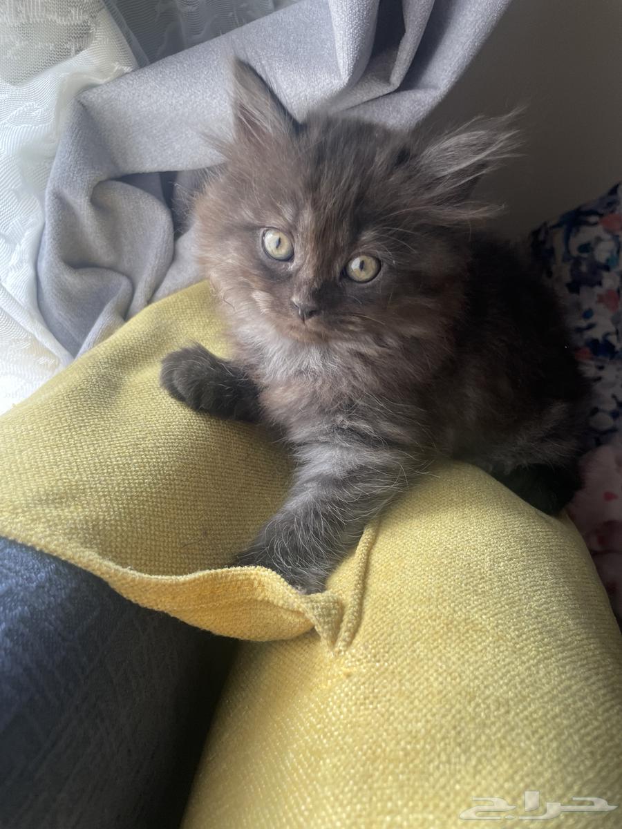 كيتن للبيع64498784540803111