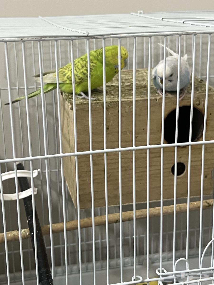 زوج طيور البادجي الانثى باضت 4 مرات ع السوم يبدأب 10064502693796354110