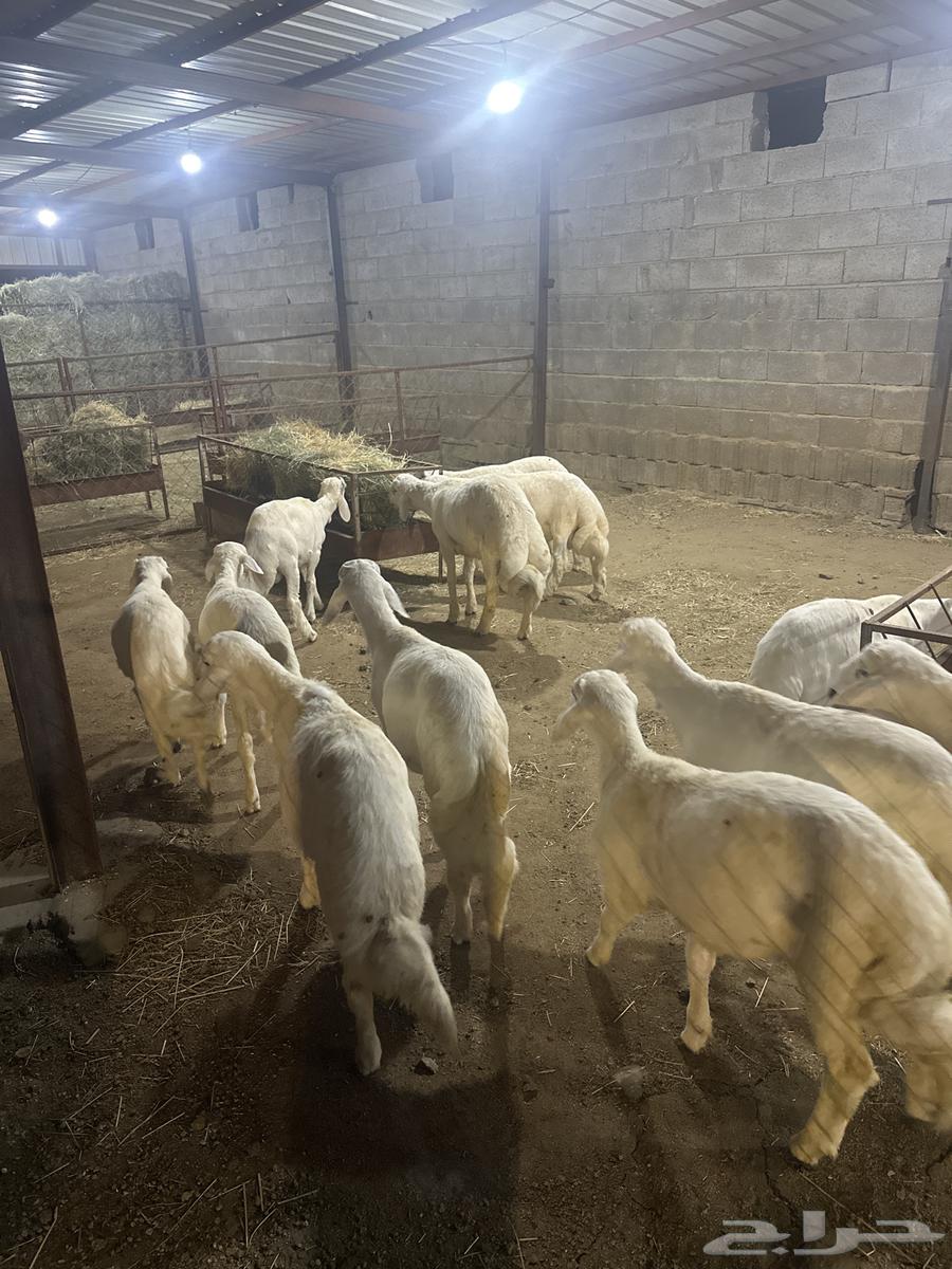 Dhabaih64502556435586110