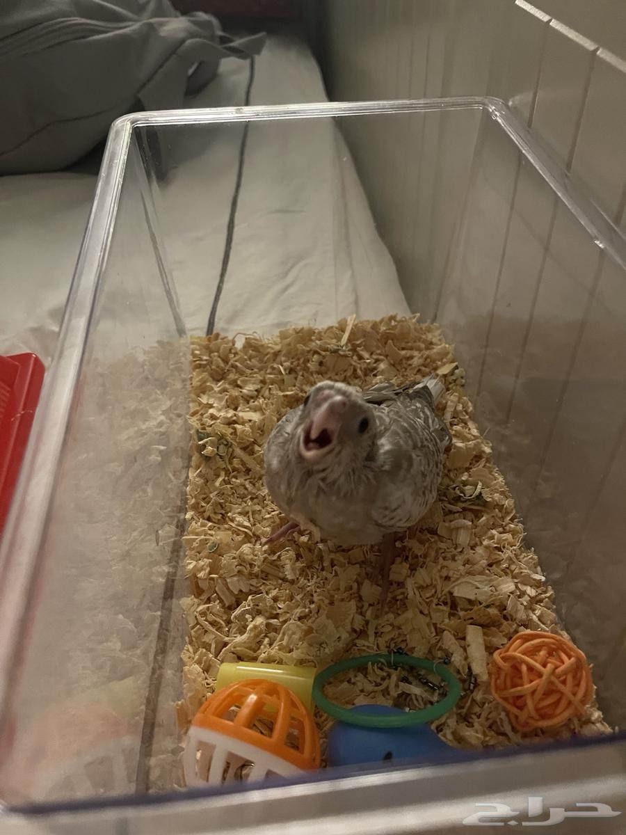 فرخ كروان ب ميتين ريال بدون توصيل جدة64502199453955110