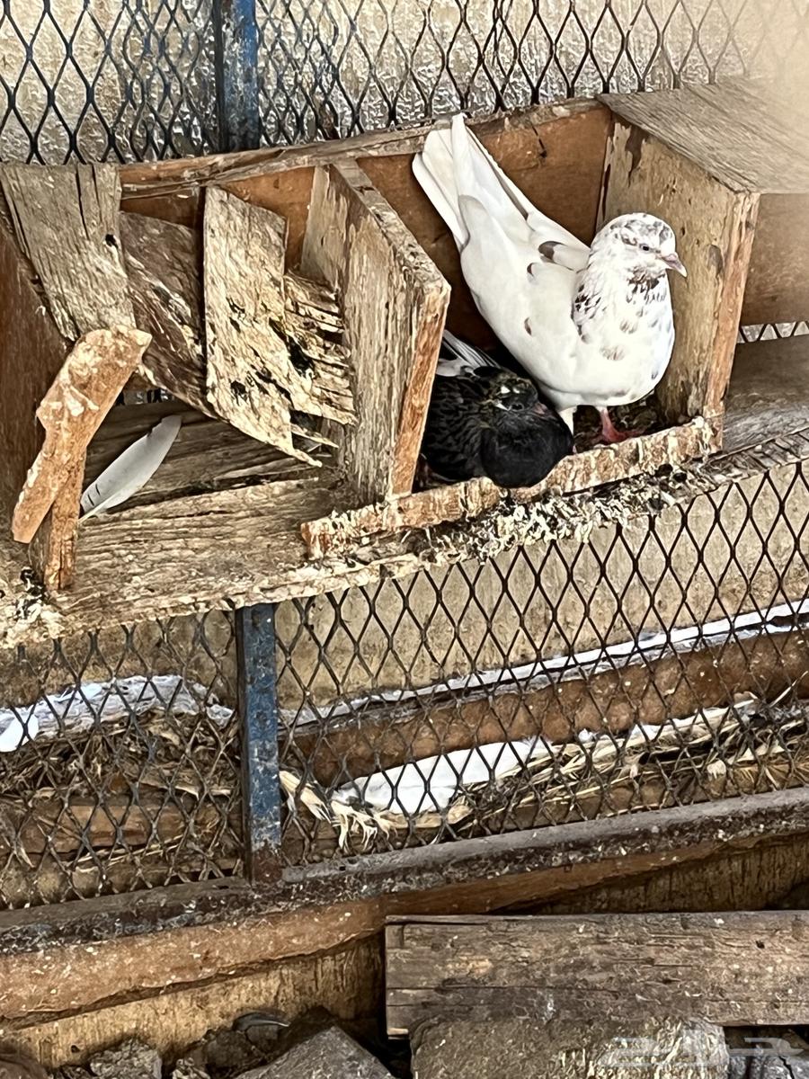 طيور للبيع64502255047937111