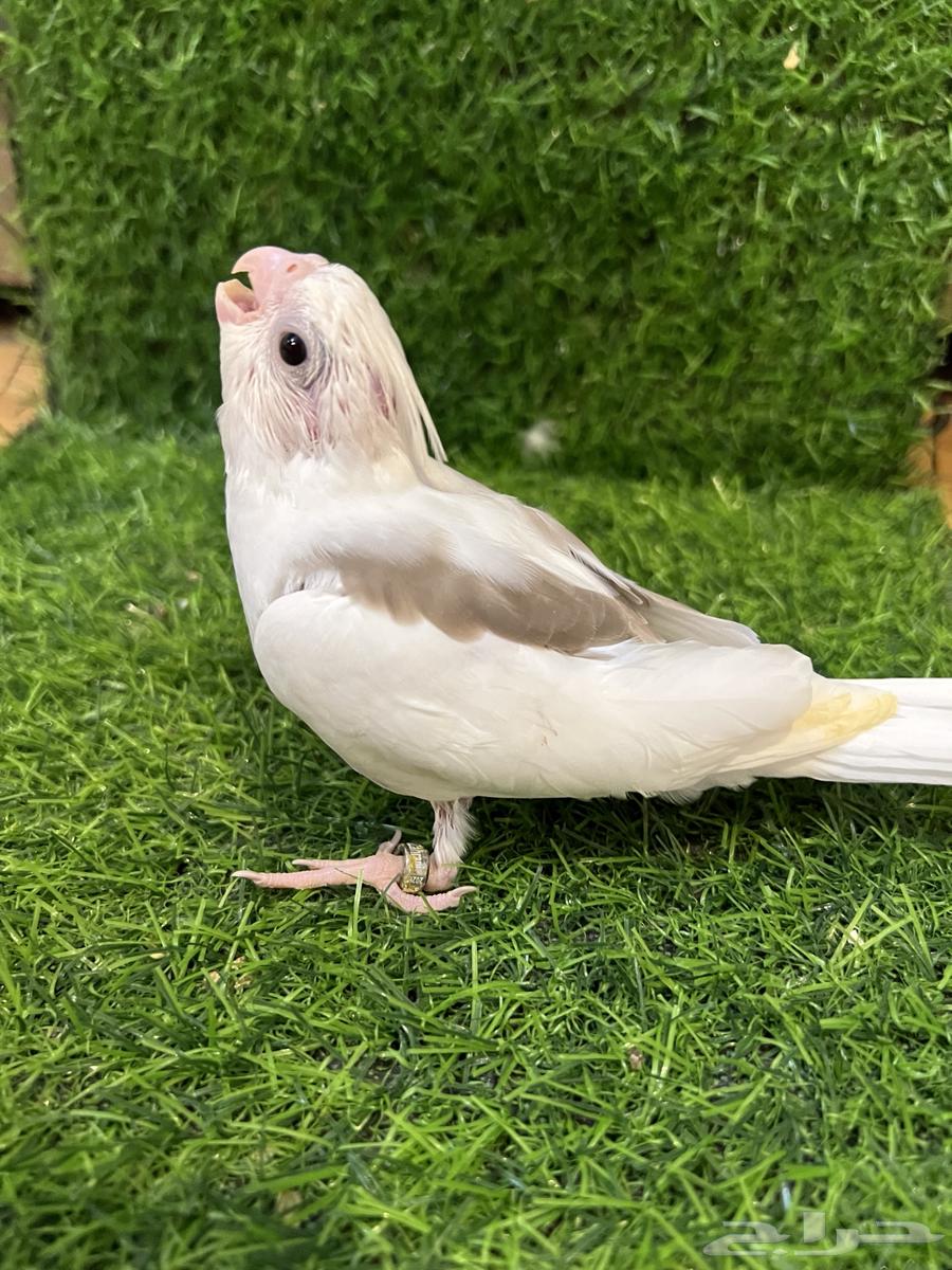 فرخ كروان مميز ( تم البيع )64497207232513110