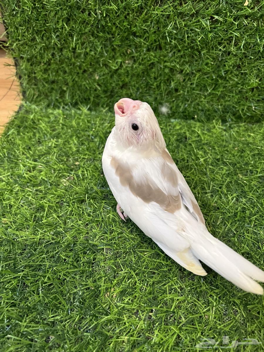 فرخ كروان مميز ( تم البيع )64497207232513112